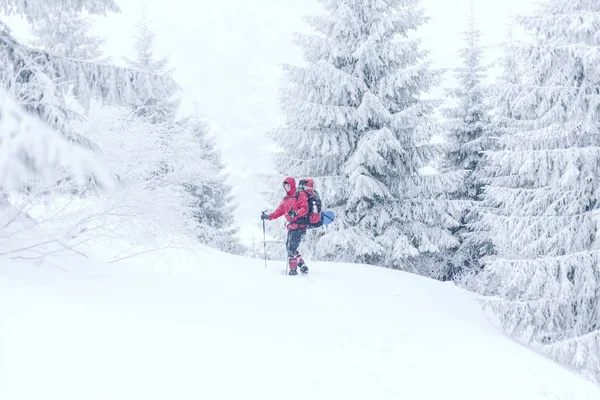 Winter hiking.Winter hiking in the mountains on snowshoes with a backpack and tent.