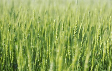 Yeşil buğday kapatın. Buğday güneşli günde filizlenir. Yeşil backgrou