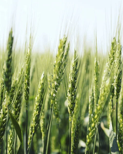 Green wheat close up. Wheat sprouts on sunny day. Green backgrou