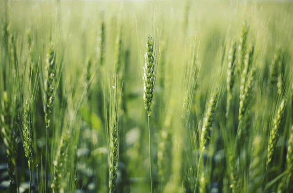 Green wheat close up. Wheat sprouts on sunny day. Green backgrou