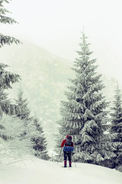 Mountaineer in snowshoes carry a backpack. Journey in the mounta