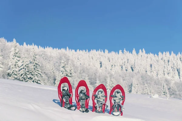 Four red snowshoes stick out in the snow. — Stock Photo, Image