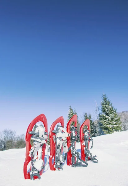 Four red snowshoes stick out in the snow.