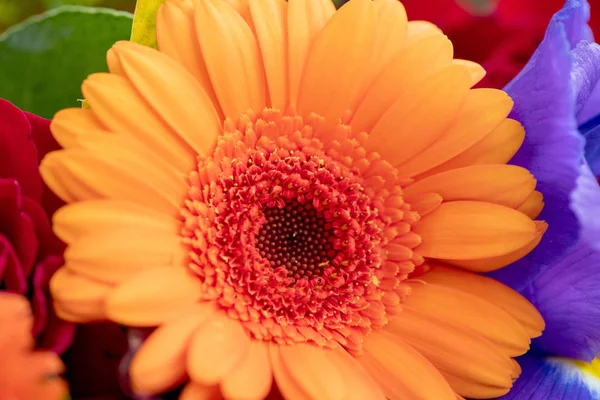 Flowers Large Orange Gerbera Center Bouquet Stock Image