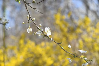 bir ağaç bahar dalı