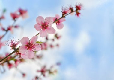 Baharda ağaçların çiçekleri mavi gökyüzünün arka planında sakura