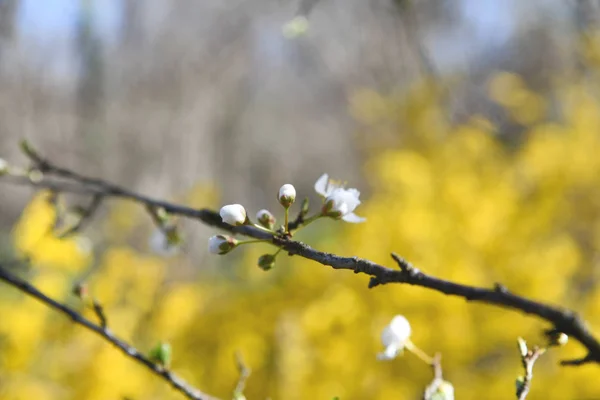 春の木の枝 — ストック写真