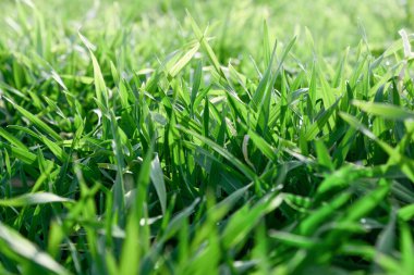 Sabahın erken saatlerinde yemyeşil çimenler