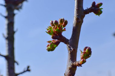 Mavi gökyüzüne karşı kiraz çiçekleri