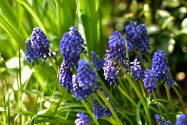 Bahçede bahar çiçekleri açar.
