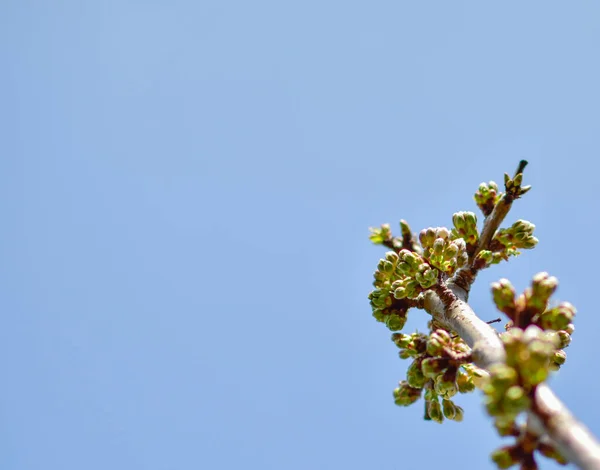 Fiori Ciliegio Contro Cielo Blu — Foto Stock