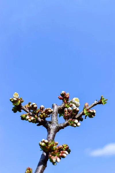 青空への桜 — ストック写真