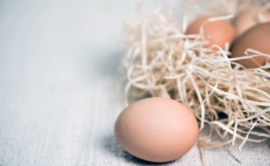 Doku dokusunun arka planında bir yuvadaki yumurtalar