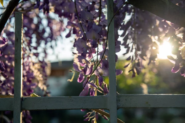 Paprsky Slunce Při Západu Slunce Prodírají Rozkvetlým Stromem Květinami Mřížemi — Stock fotografie