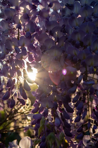 Raggi Del Sole Tramonto Fanno Strada Attraverso Albero Fiorito Con — Foto Stock