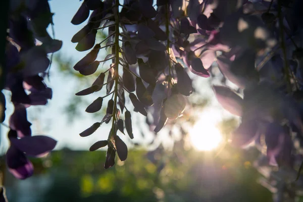 Paprsky Slunce Při Západu Slunce Prodírají Kvetoucím Stromem Květinami Svislá — Stock fotografie