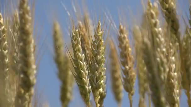 Пшеничное ухо, сельскохозяйственное поле, зерно, зерно, урожай — стоковое видео