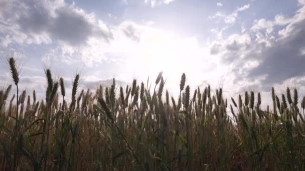 Ucho pszenicy o zachodzie słońca, pole uprawne, zboża, zboża, zbiory — Wideo stockowe