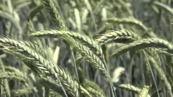 Вухо живої пшениці в Сансет, сільськогосподарське поле, зерно, крупи, жнива — стокове відео