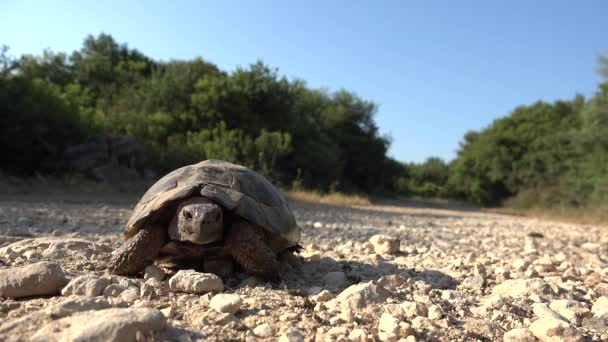 Schildkröte in natürlicher Umgebung, Wanderschildkröte in freier Natur, Reptil aus nächster Nähe — Stockvideo