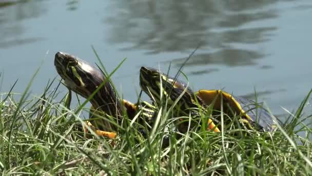 Turtle in Natural Environment, Walking Exotic Turtle in Nature, Reptile Close up — Stock Video