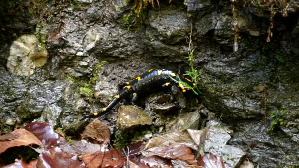 Szalamandra az erdőben, fekete hüllő sárga foltok kétéltű állat a természetben — Stock videók