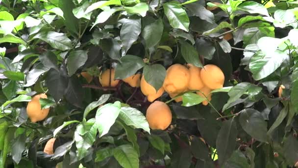 Lemons in Tree, Lemon Orchard in Greece, Branches of Healthy Fruits — Stock Video