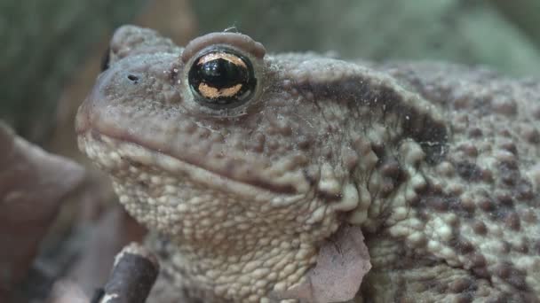 Orman portre, yapraklarda, güneşlenme Kurbağa kurbağa hayvanlar makro görünümü ahşap — Stok video