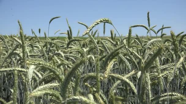 Oreja de trigo de centeno al atardecer, Campo de Agricultura, Granos, Cereales, Cosecha — Vídeo de stock