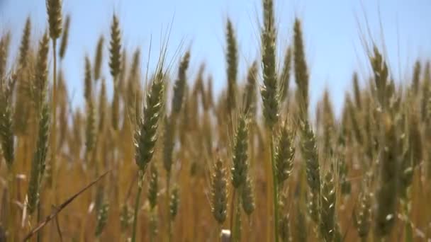 Пшеничне вухо, сільськогосподарське поле, зернові, урожай — стокове відео