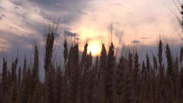 Пшеничное ухо на закате, сельскохозяйственное поле, зерно, зерно, урожай — стоковое видео
