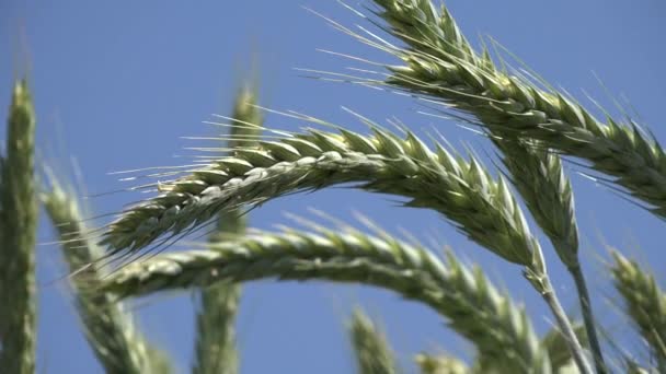 Rye búza fül naplemente, mezőgazdasági területen, gabonafélék, gabonafélék, betakarítás — Stock videók