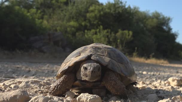 Sköldpadda i naturlig miljö, promenader exotiska sköldpadda i naturen, reptil närbild — Stockvideo