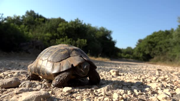 Χελώνα στο φυσικό περιβάλλον, περπατώντας εξωτική χελώνα στη φύση, ερπετό κοντινό — Αρχείο Βίντεο