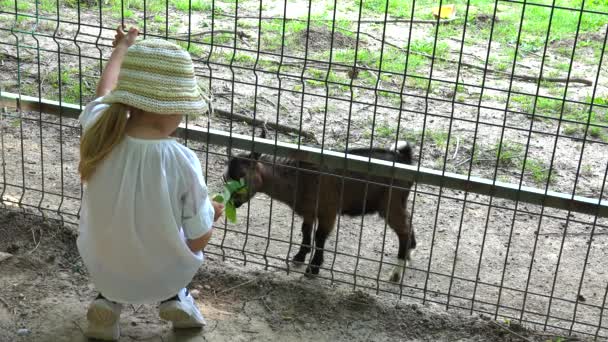 4K Gyerek etetés Kecske a Zoo Park, Boldog gyermek játszik állatokkal, Lány szabadban a természetben — Stock videók