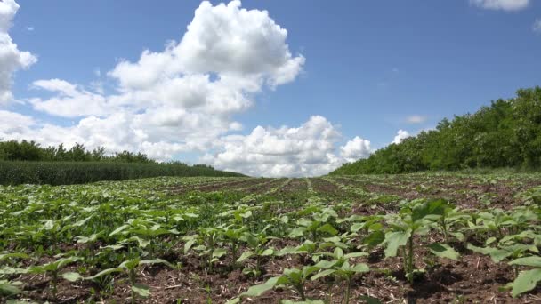 4K Zonnebloemen Veld Onrijpe landbouw Landbouwbedrijven Groenten op het platteland — Stockvideo