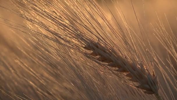 4K Cosecha de trigo en campo de rayo de puesta del sol Cereales de oído Granos de cultivo Agricultura — Vídeos de Stock