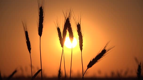 4K Cosecha de trigo en campo de rayo de puesta del sol Cereales de oído Granos de cultivo Agricultura — Vídeos de Stock