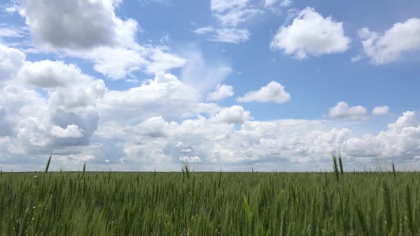 Campo de trigo 4k em brisa, Cultivo de cereais, Terra da agricultura, Vista de nuvens, Paisagem — Vídeo de Stock