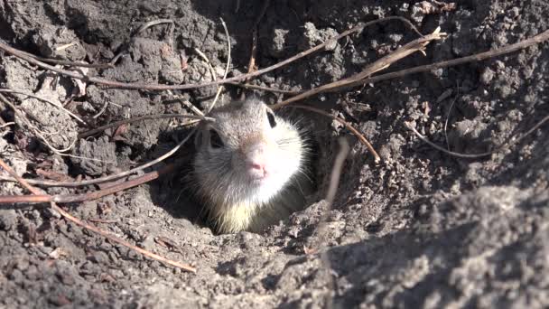 4K Weasel by Hole in Field, Otter, Mink, Marten Procurando Alimentos, Close up Macro — Vídeo de Stock