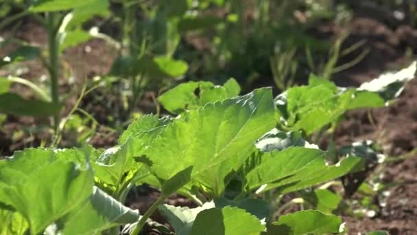 Campo de girasoles 4K Agricultura inmadura Cultivada Campiña Hortalizas — Vídeos de Stock