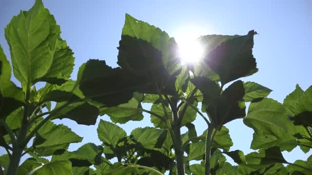 4K Slunečnice Pole Nezralé Zemědělství Pěstované Zemědělství Venkovské Zelenina — Stock video