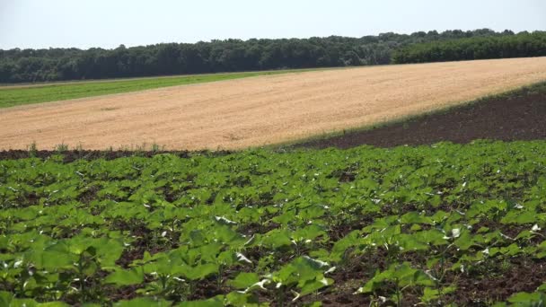 Campo di girasoli 4K Agricoltura immatura Ortaggi coltivati in campagna agricola — Video Stock