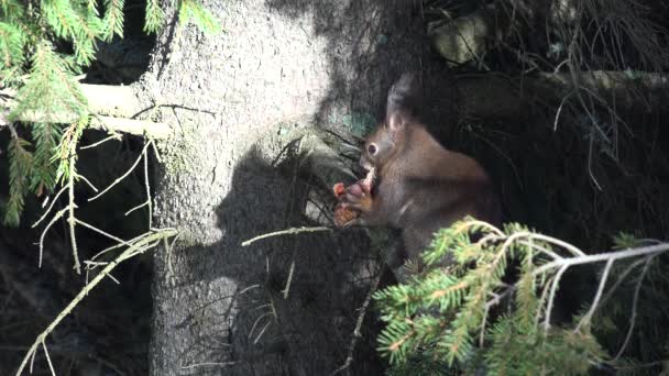 4K Scoiattolo che mangia Cono di abete su ramo d'albero, Scoiattolo che mangia nella foresta, Vista legno — Video Stock