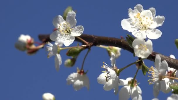 4k Blommande, blommande träd fruktträdgård våren frukter blommor körsbär plommon äpple persika — Stockvideo