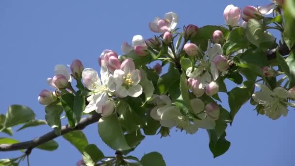 4 k ανθισμένα δέντρα οπωρώνες άνοιξη φρούτα λουλούδια κεράσι δαμάσκηνο μηλόπιτα — Αρχείο Βίντεο