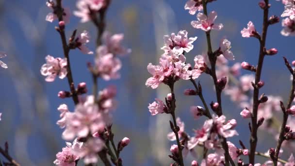 4K Blossom árvores florescendo pomar frutas primavera flores cereja ameixa maçã pêssego — Vídeo de Stock