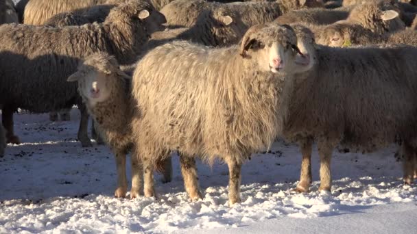 Schapen Sneeuw Winter Bergen Kudde Lammeren Grazen Hill Pastorale — Stockvideo