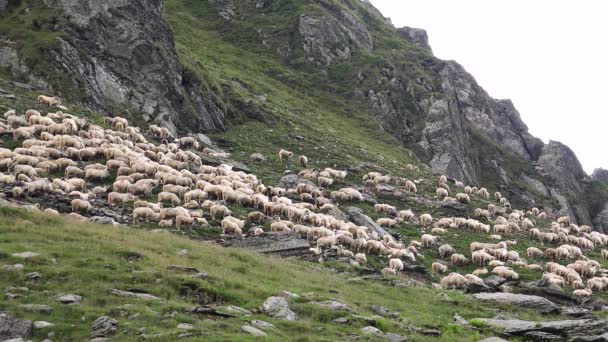 4K Får i bjerge, Herding Flock of Lambs Græsning på bakken, Pastoral Efterår Udsigt – Stock-video