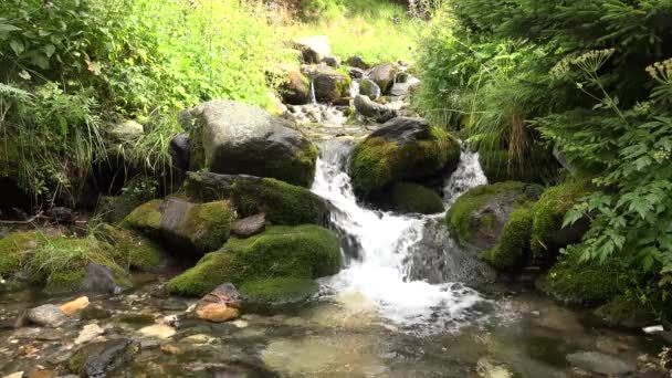 Ruisseau d'automne 4K River Water dans les montagnes, Journée ensoleillée d'été dans la forêt, Vue sur le bois 